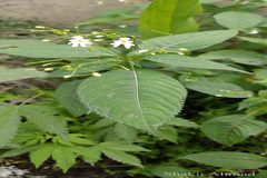 Impatiens brachycentra